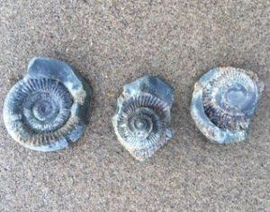 Cayton bay fossils